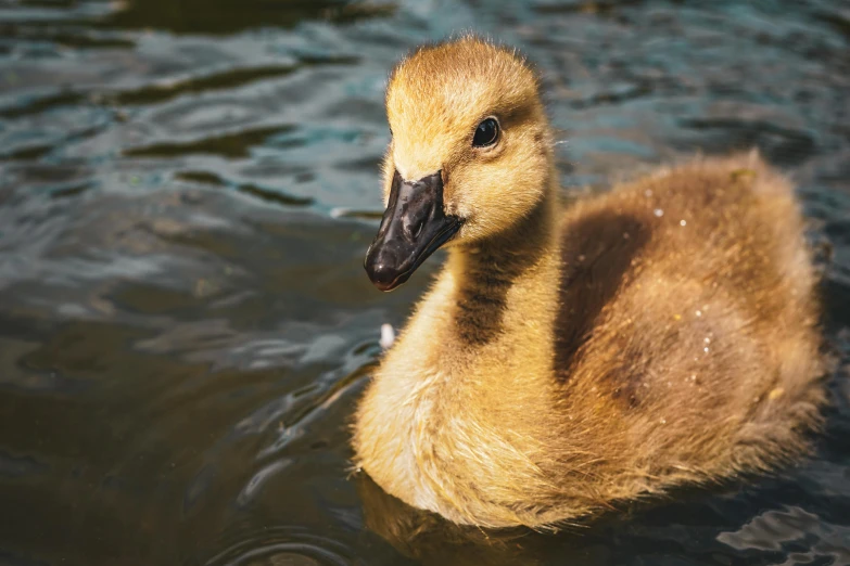 a duck floating on top of a lake next to green grass