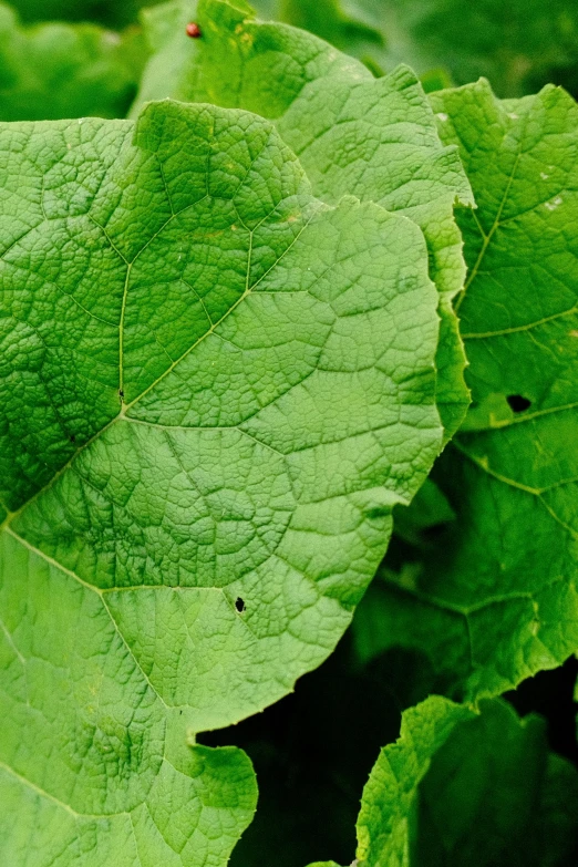 a plant with some large leaves and green foliage