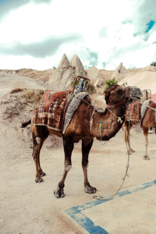 a camel standing in the sand with another horse in the background