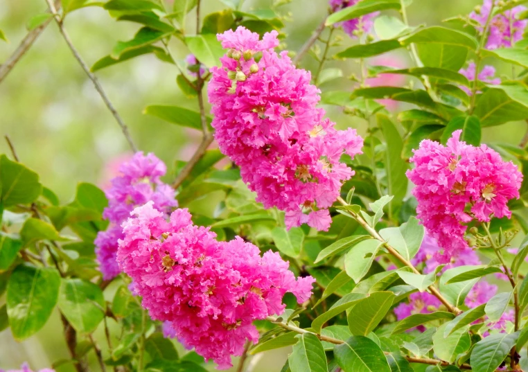 several pink flowers in a tree near the woods