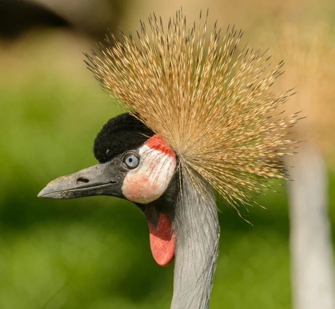 an emu has long hair on his head