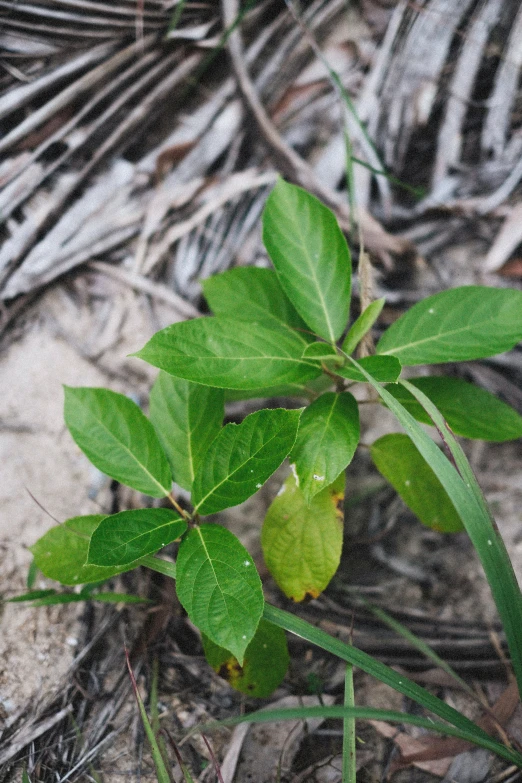 an unripe plant is pictured from the ground