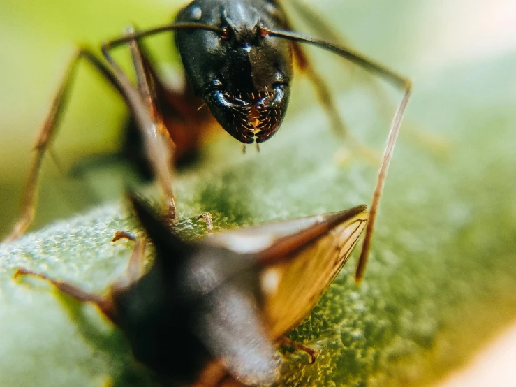 an insect sitting on a leaf with its wings outstretched