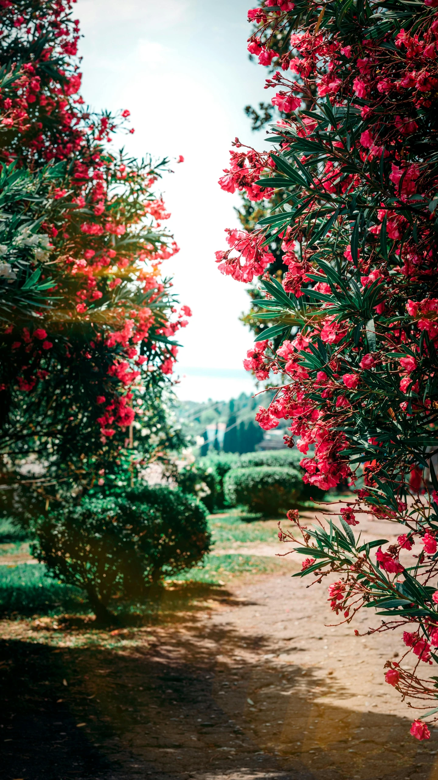 a tree filled with flowers sitting in a park