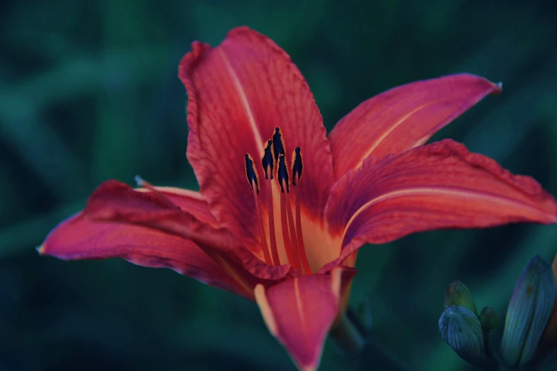 a single flower is on the stalk of a flower