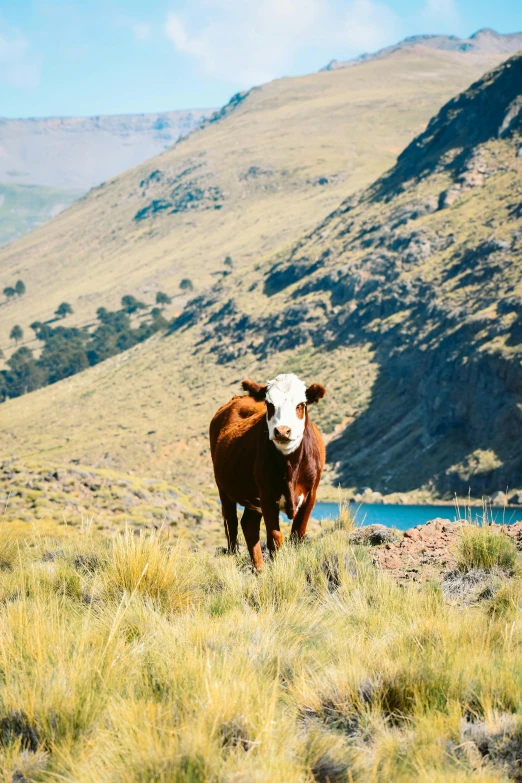 the brown cow is standing on the grass