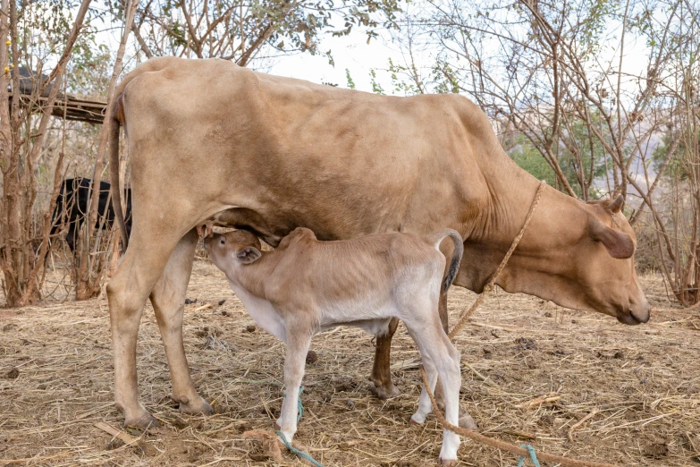 an adult steer stands with a baby in a fenced in area