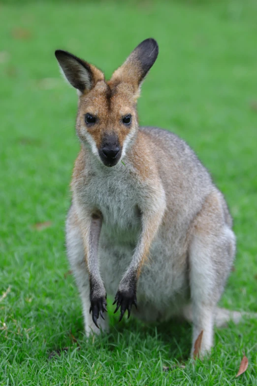 a small kangaroo that has it's mouth open