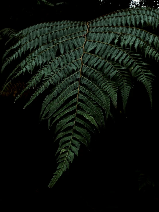 a view from below of green leaves of a tree