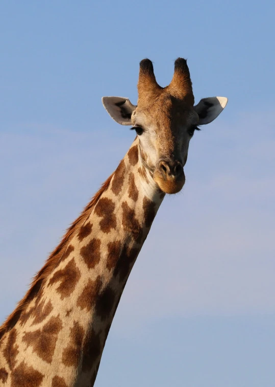 close up of a giraffe's face and neck