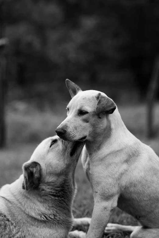 two dogs sitting next to each other in the grass