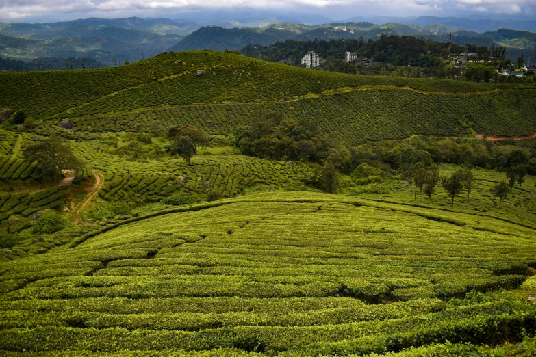 a green tea garden with mountains in the background