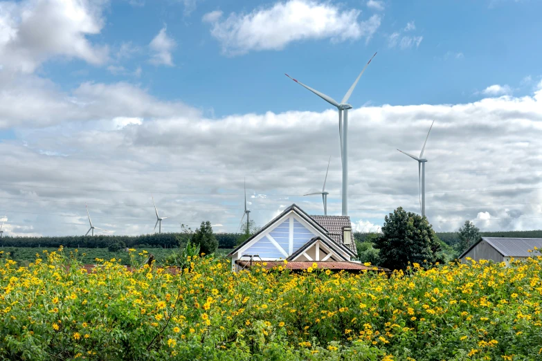 wind generators are visible from across the field of flowers