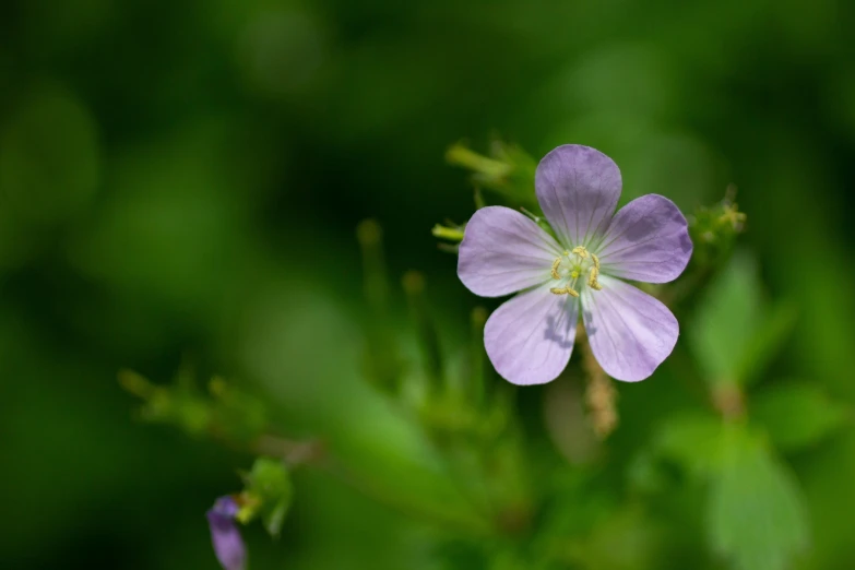 this purple flower is a close up view