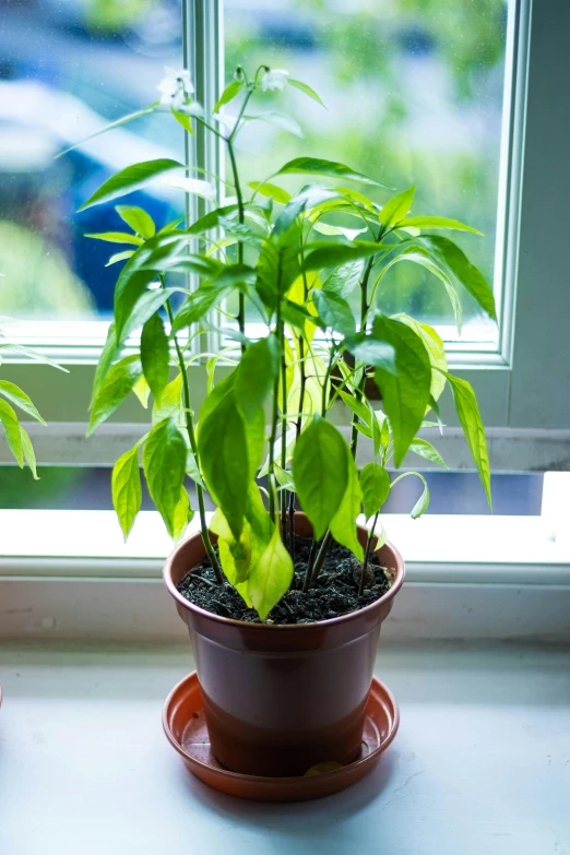 small potted plants sitting in the window sill