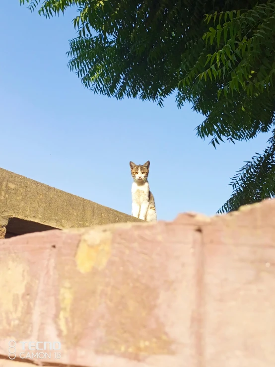 a cat sitting on top of a wooden ledge under a tree