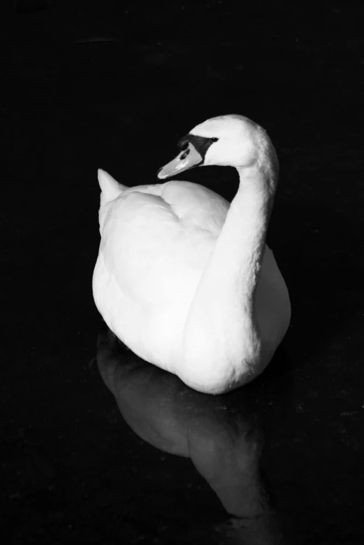 a white bird is in the water, black background