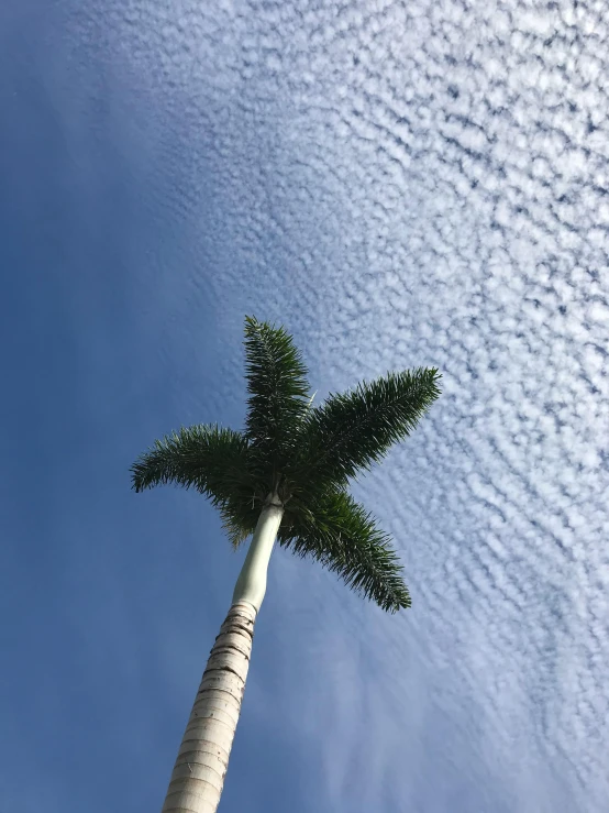 a tall palm tree is against a blue sky