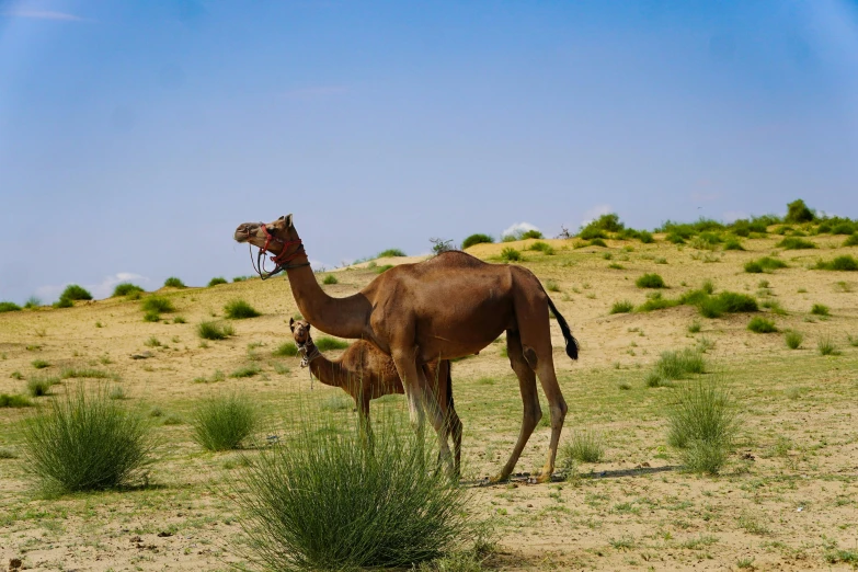 the giraffe and baby are standing together in the desert