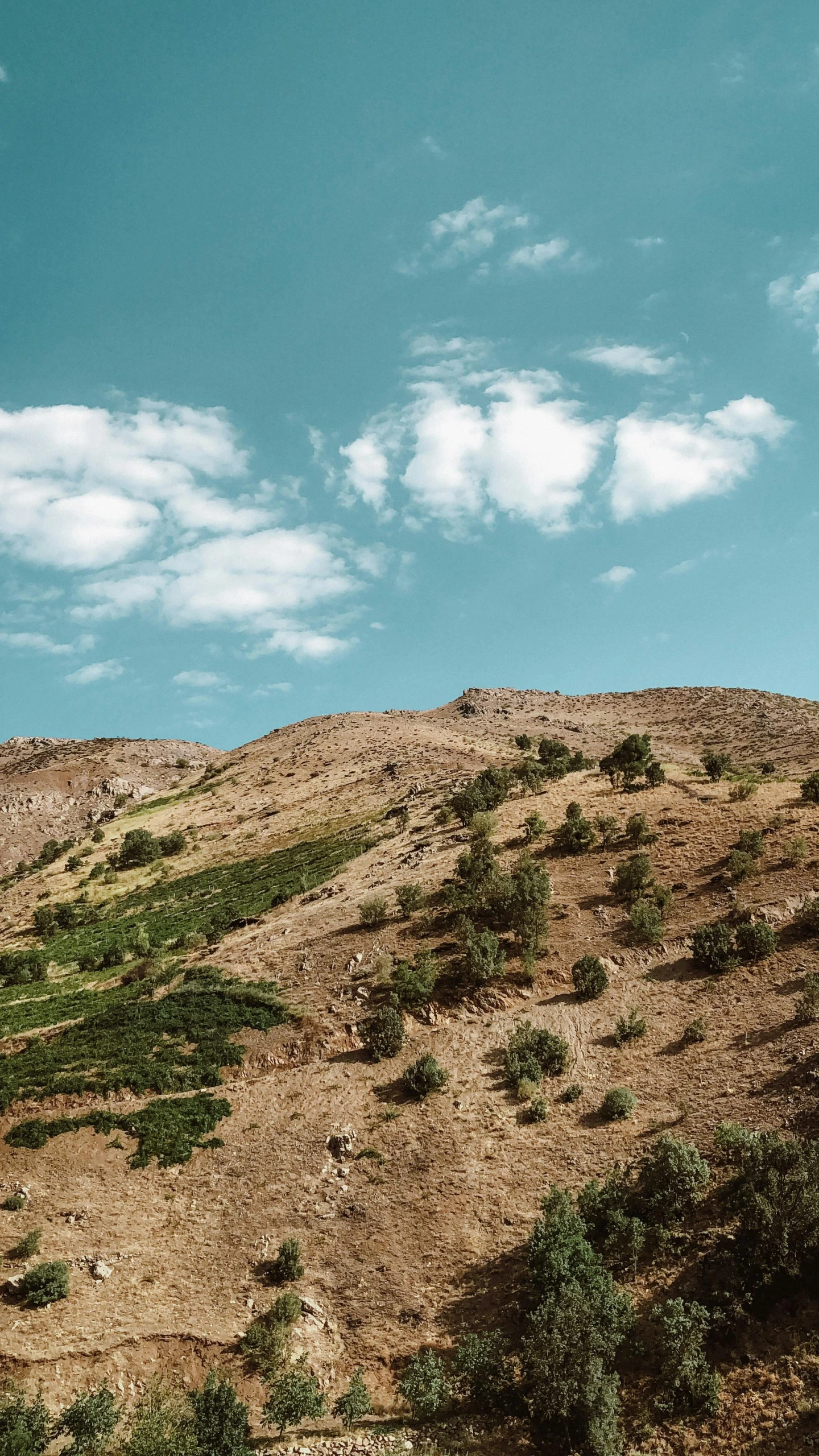 there is a ze standing on the top of a hill