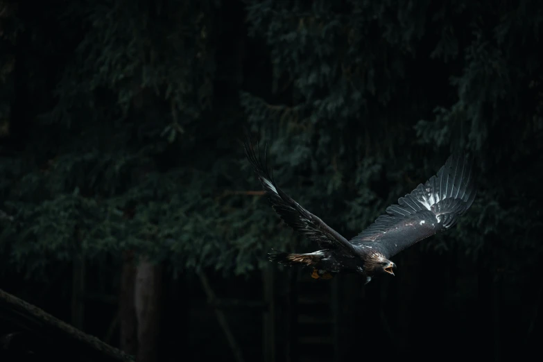 an eagle flying over the forest at night