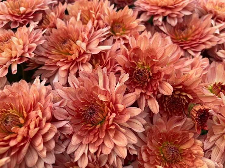 a large group of pink flowers are growing