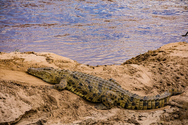 a crocodile is laying down in the sand