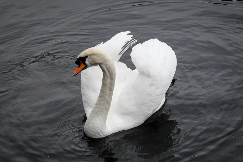 a swan is floating on the water and its wings are spread out