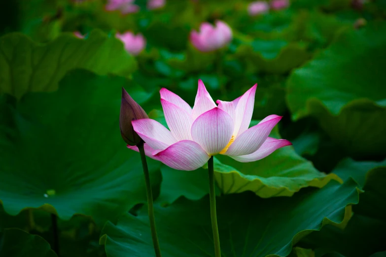 a pink flower sits on the middle of a green leaf filled plant