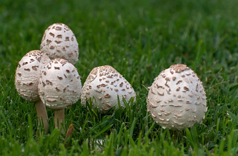 a couple of mushrooms that are sitting in the grass