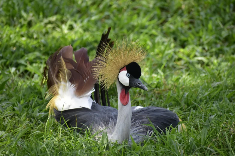 two large birds standing in the grass near each other