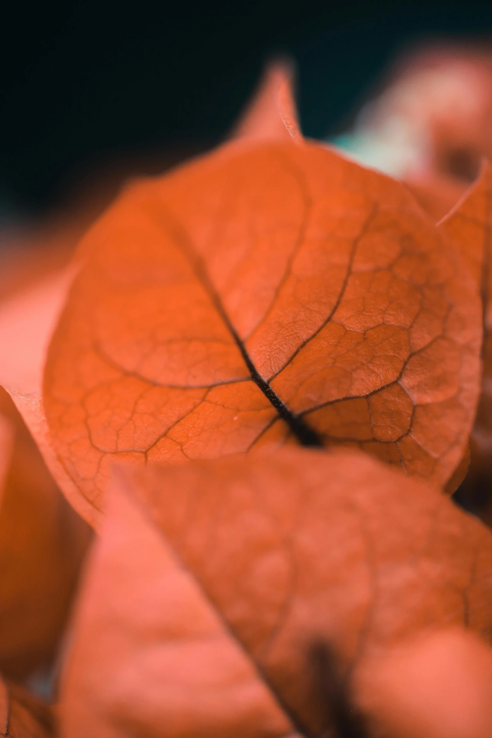 some red leaves are sitting out on a table