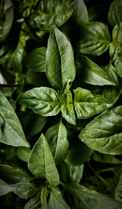 green plants and leaves growing from a planter