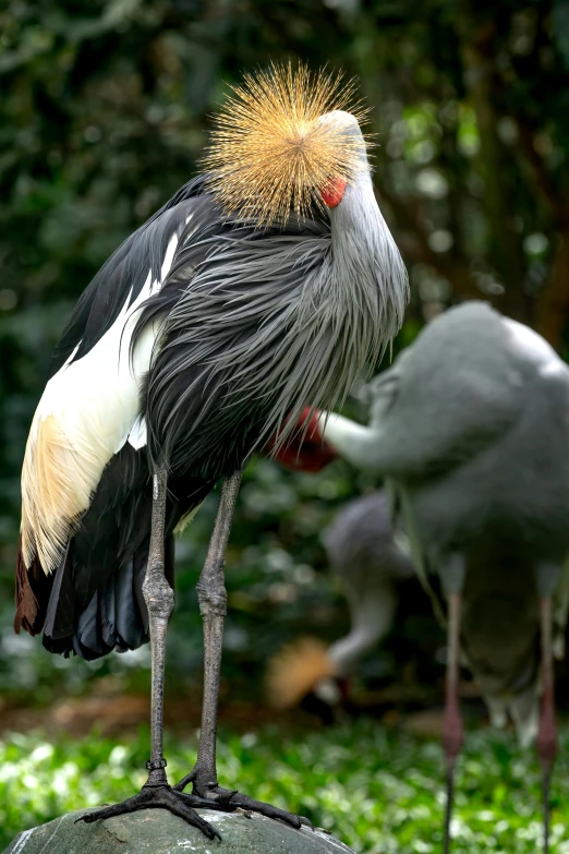 a large bird with long legs and an orange head