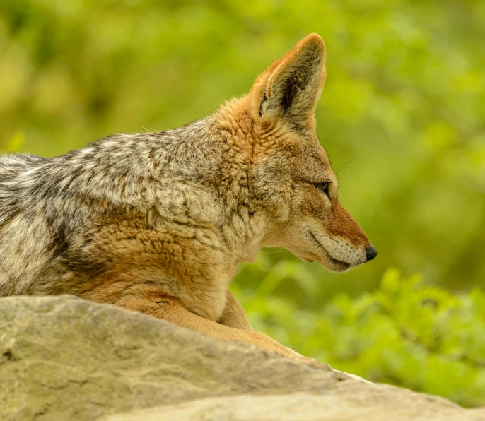 a wolf with its eyes closed lying on a large rock