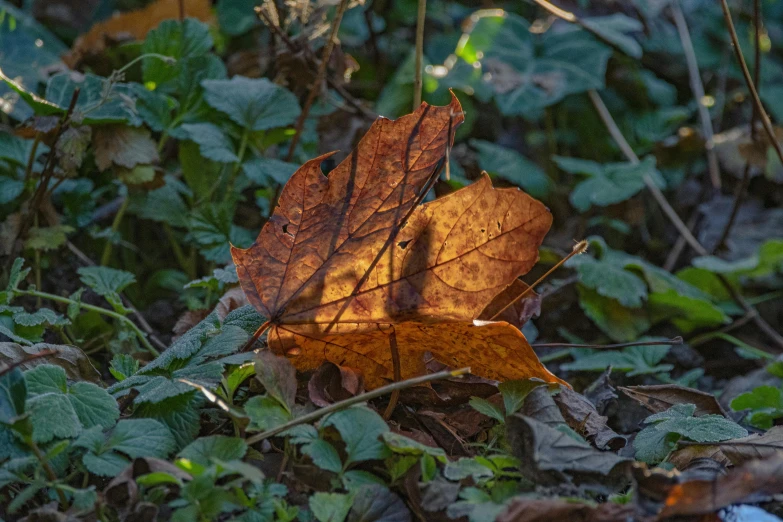 a leaf that is laying on some leaves