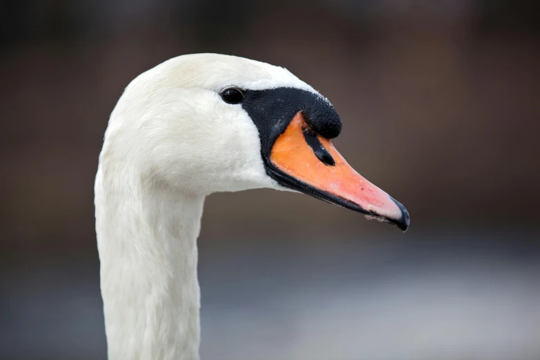 close up view of swan's neck with blurry background