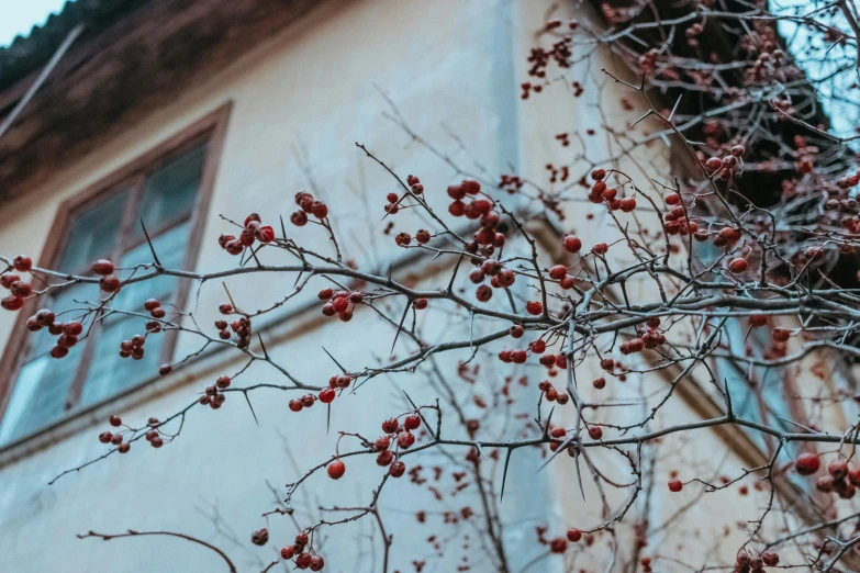 berries and trees are in front of a building