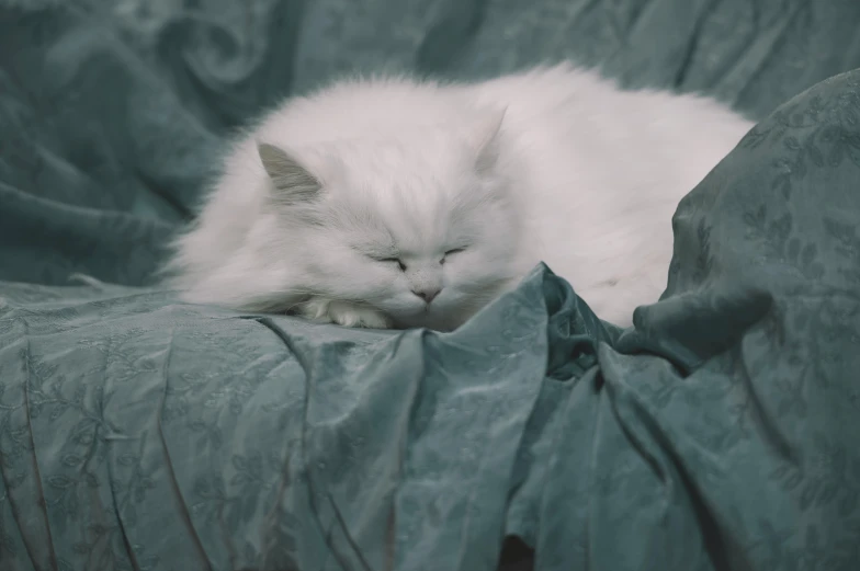 a white cat is curled up and sleeping