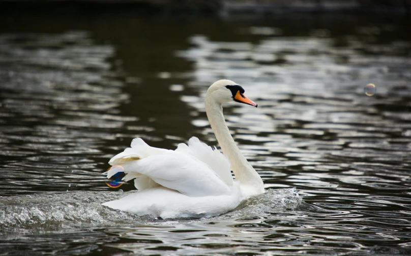 the white swan is floating in the water