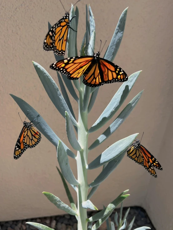 several erflies perched on top of a large green plant