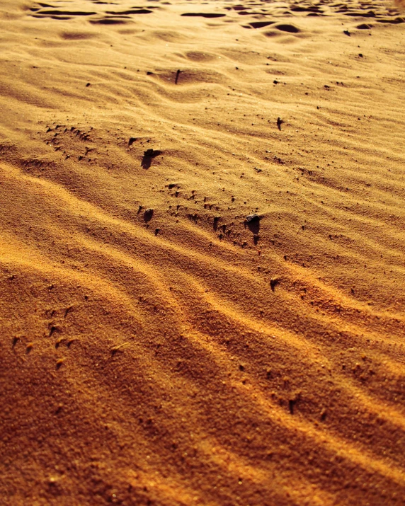 a couple footprints are shown on the ground