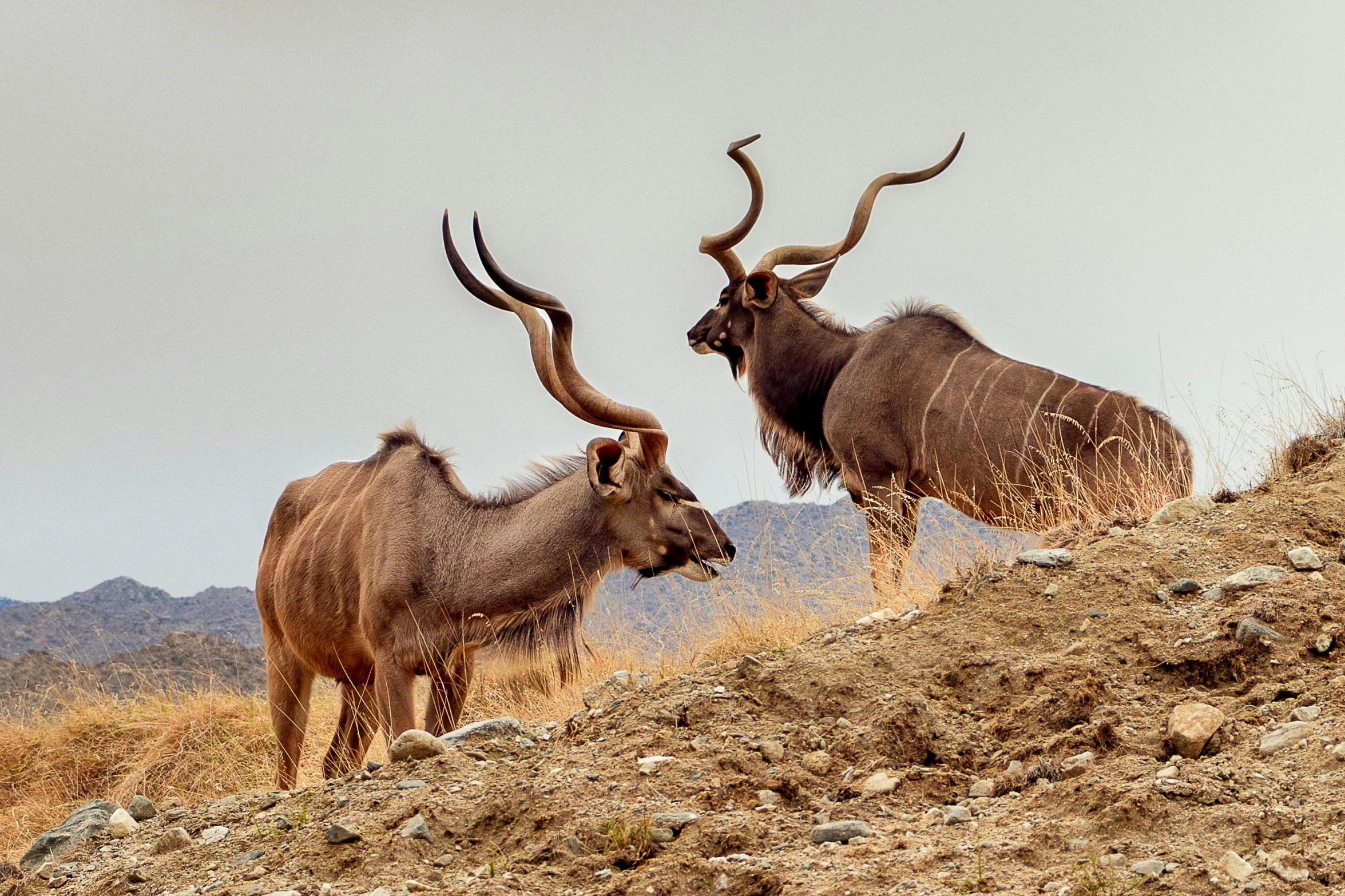 two long horn cattle standing in the middle of a mountain