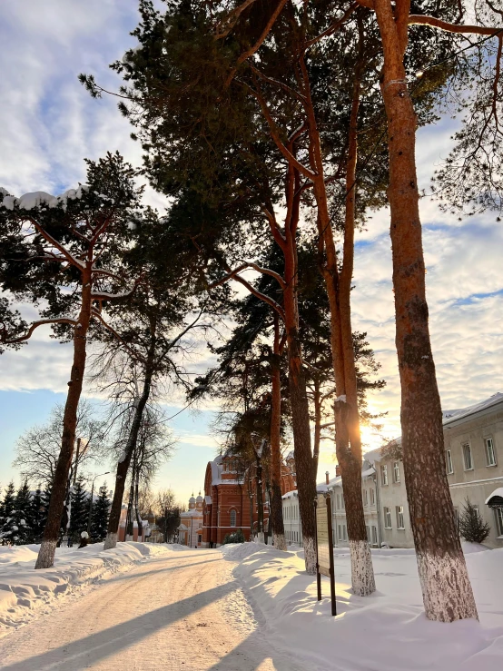 the sun shining on a snowy street surrounded by tall trees