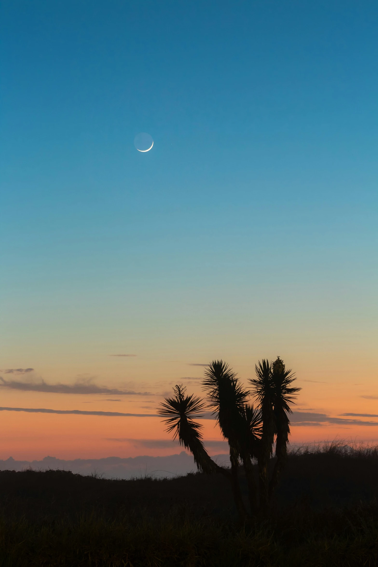 a full moon in the distance behind some small trees