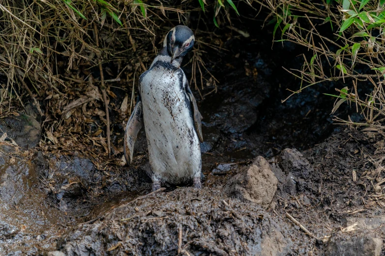 a penguin standing in the dirt near a body of water