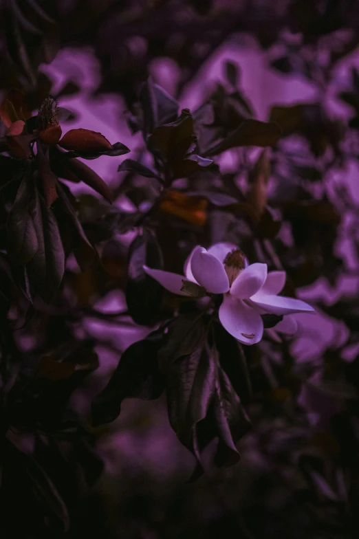 some dark trees with some white flowers and a purple sky