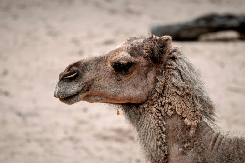 the camel has been pographed in the desert and is looking at the camera