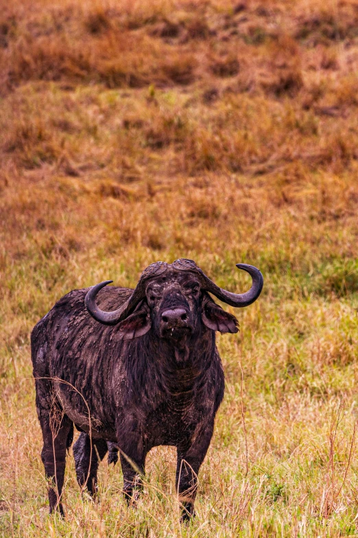 an animal with horns on its head in a grassy field