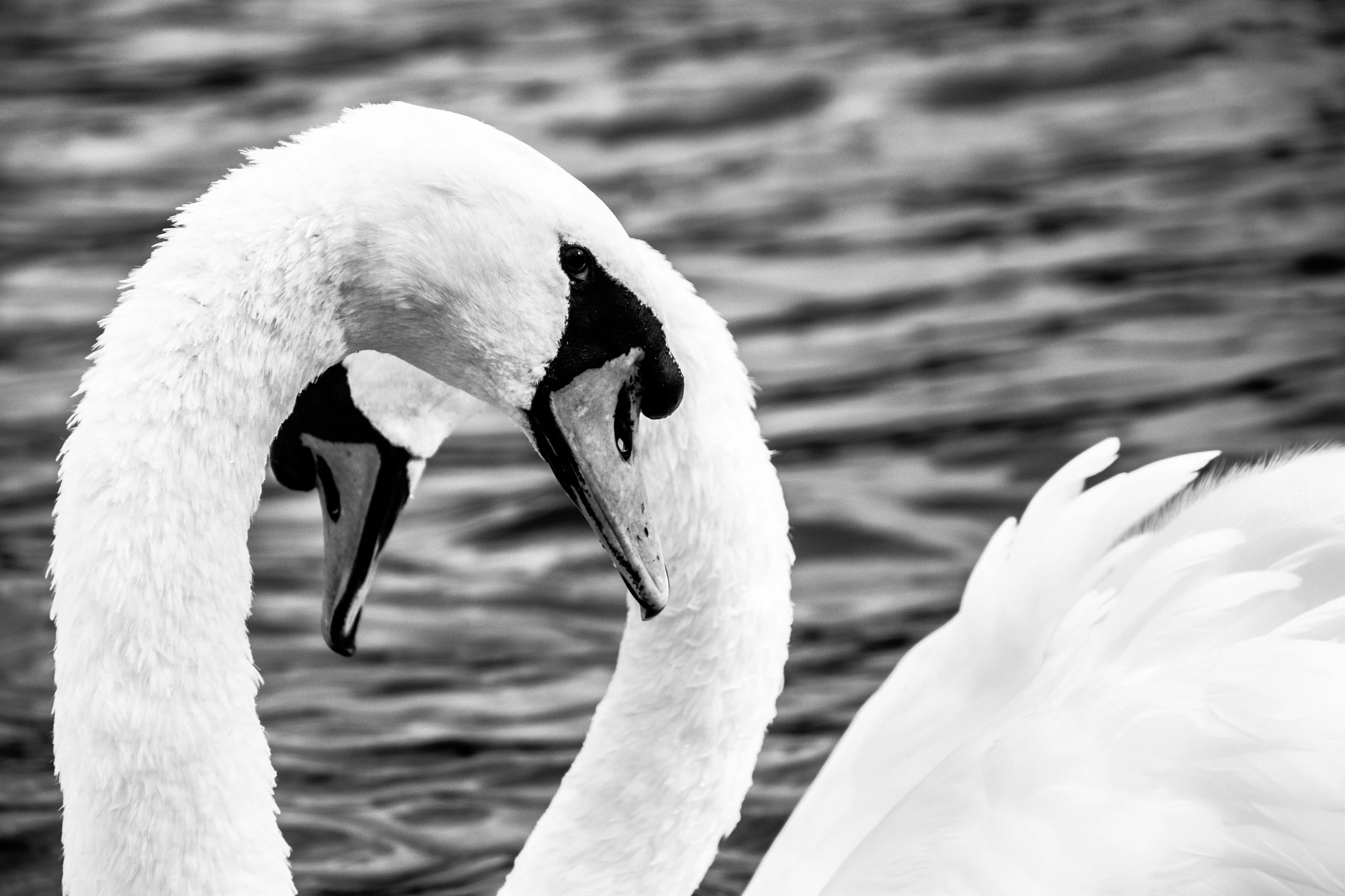 the head of a swan with it's beak raised